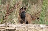 MALINOIS 265